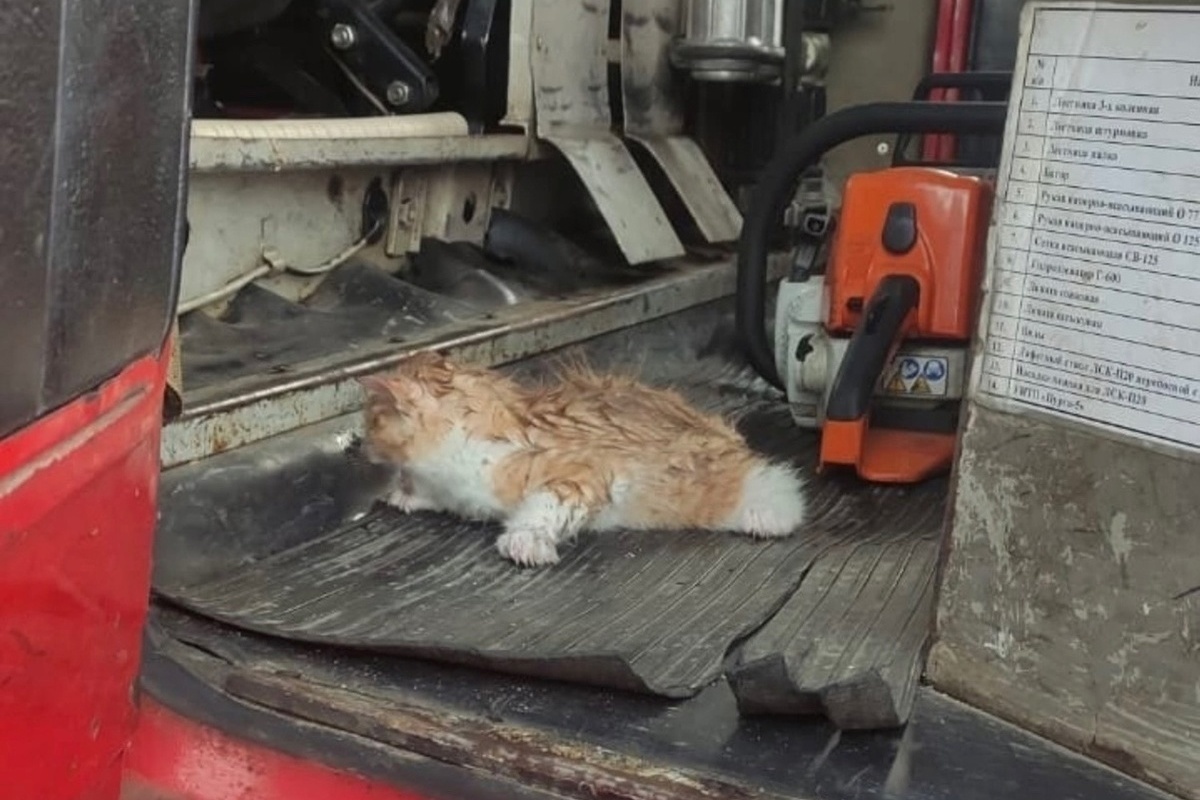 Во время страшного пожара в Тверской области спасли котенка