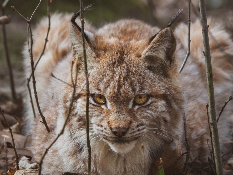 Раненую рысь спасли на Камчатке