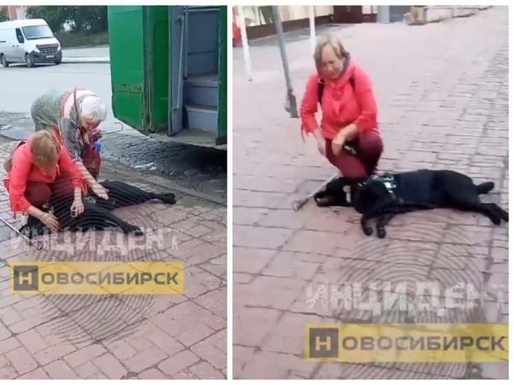 Уголовное дело из-за смерти собаки-поводыря в троллейбусе возбудили в Новосибирске