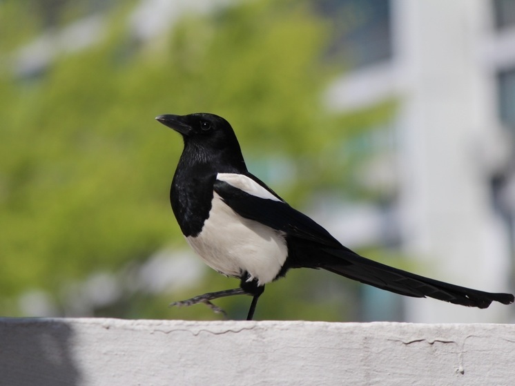 Ученые НАО раскрыли корни мифа о сорокатропии