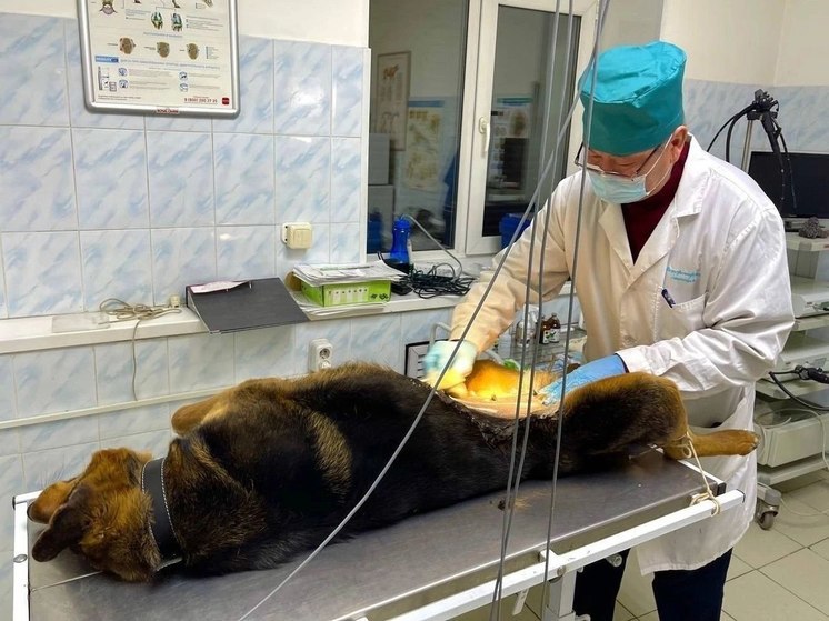 За 2023 год в Улан-Удэ бесплатно стерилизовали всего 393 собаки