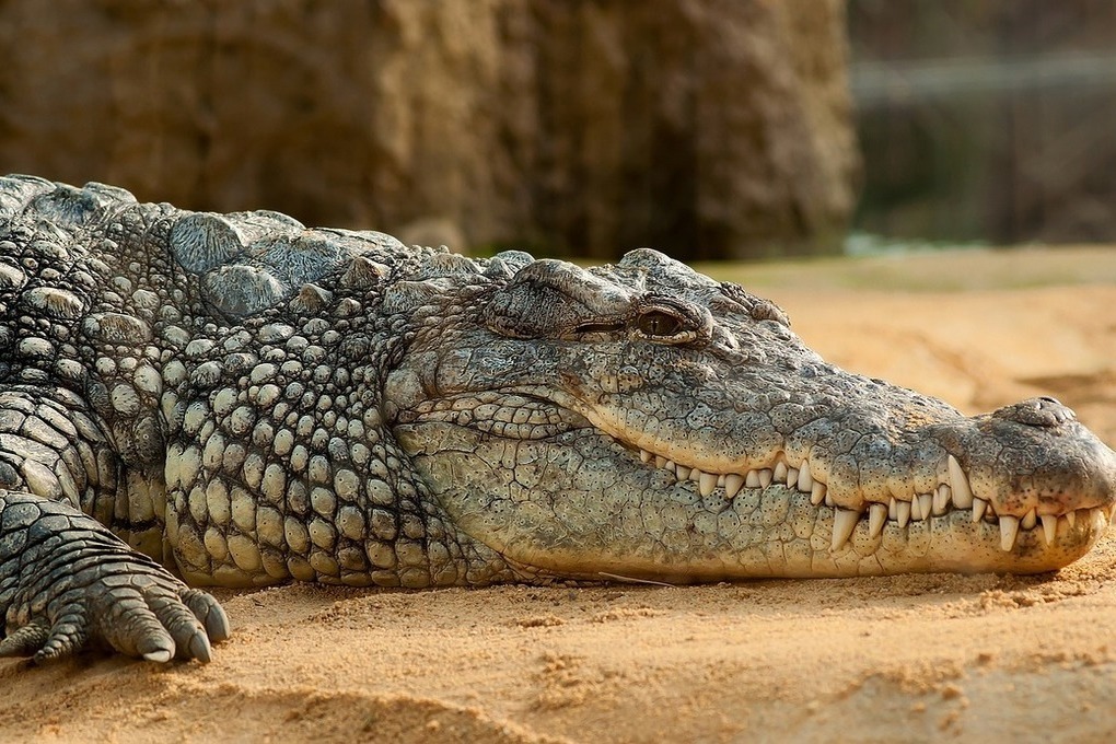 Крокодил тяжело ранил ребенка в парке