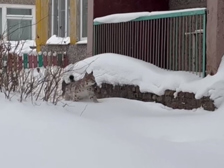 Рысь залезла в детсад в Вологодской области