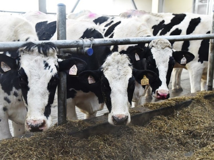 Более 3000 коров продала Рязанская область в 2023 году