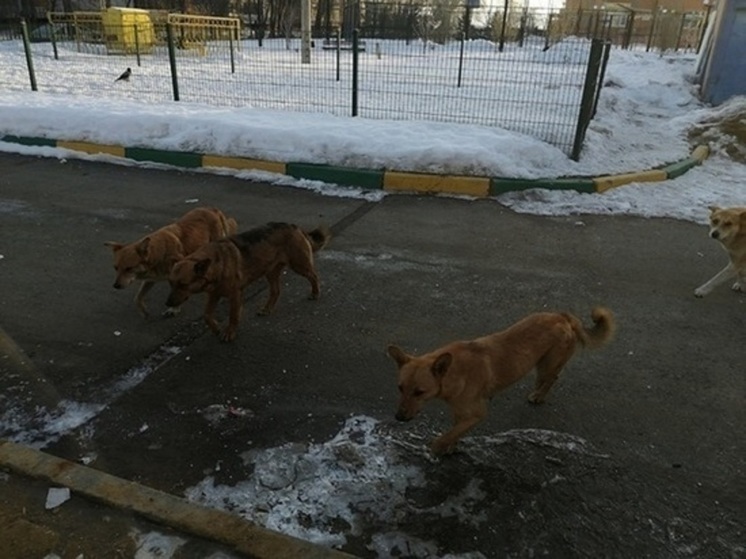 В Оренбурге ловить бездомных животных будет новый подрядчик