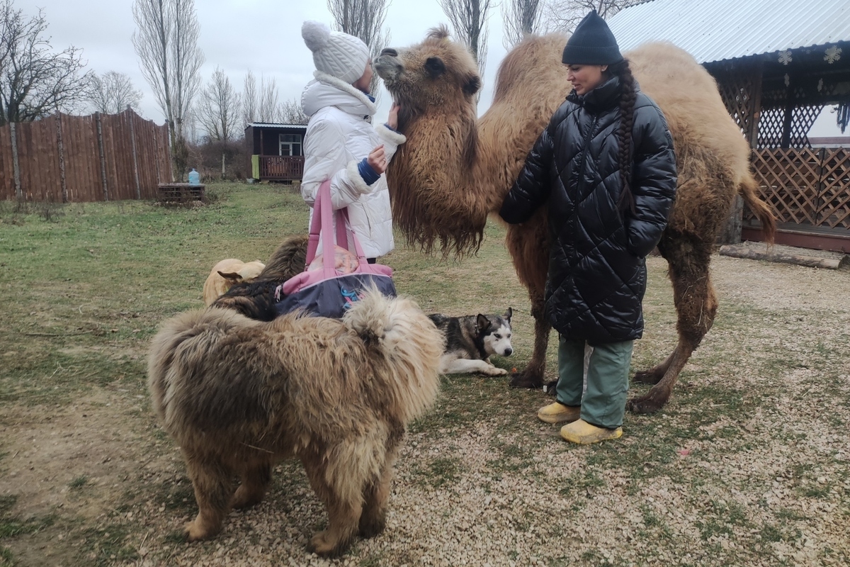 Ранчо в Севастополе дарит обреченным животным любовь и спасение - МК Крым