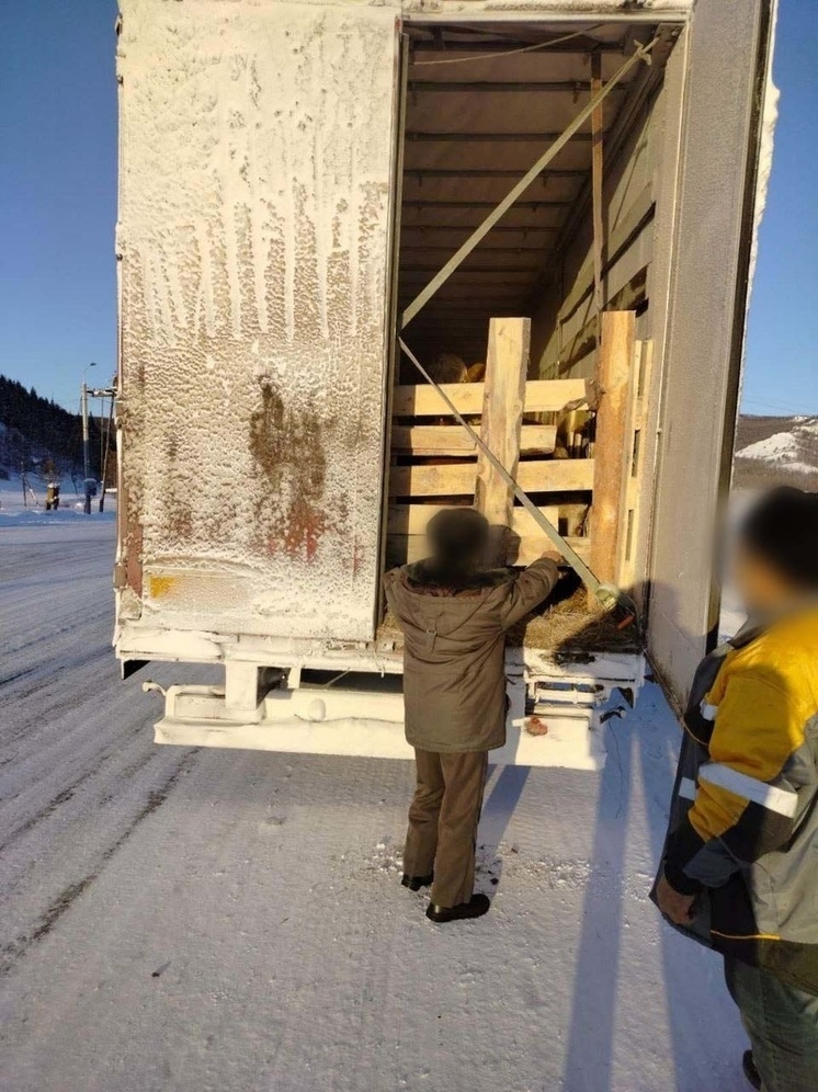 У двух жителей Тувы сорвался вывоз 100 голов КРС в соседние регионы
