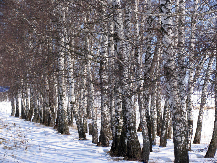 Егерь поймал браконьера в лесу под Можайском
