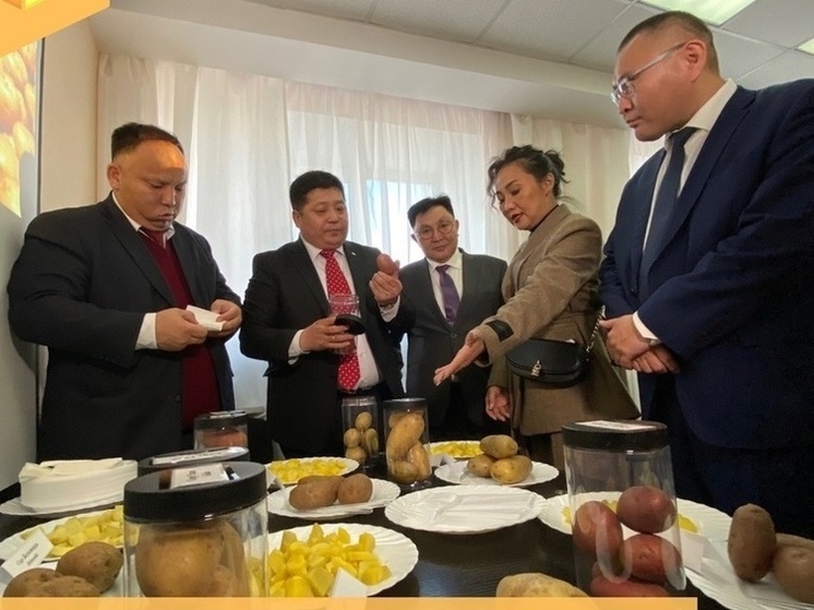 Монголия будет закупать в Бурятии семенной картофель