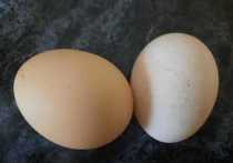 В Калужской области рост цен на яйца остановился 