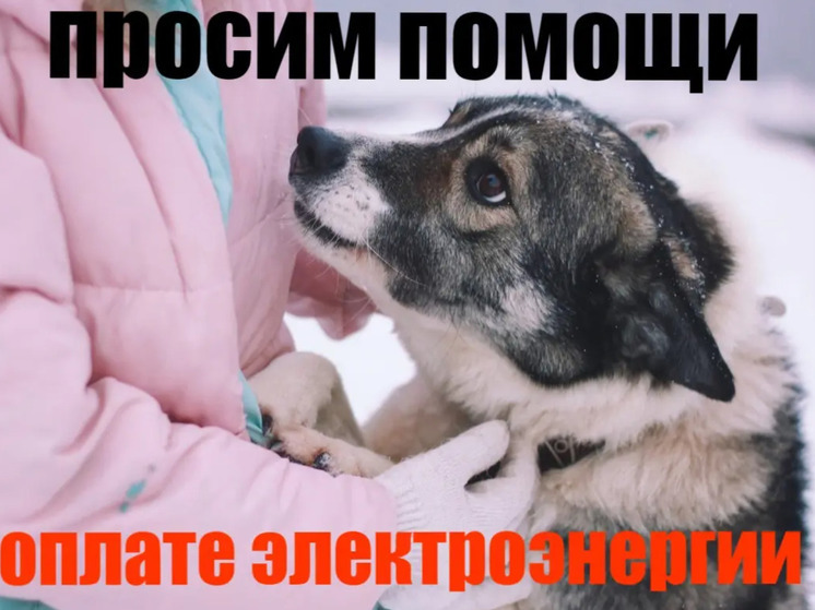 Благотворительный фонд  «Белый Бим» вновь просит у костромичей денежной помощи