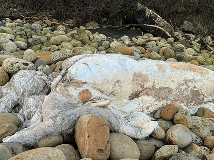 «Безликое морское чудовище» на пляже в Йоркшире поставило британских экспертов в тупик