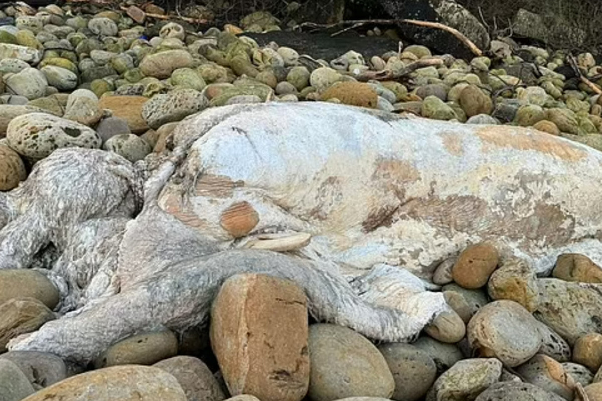 "Faceless sea monster" on a beach in Yorkshire has British experts baffled