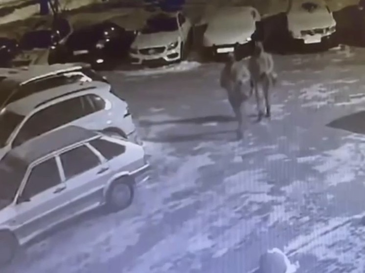 В подмосковных Химках двое злоумышленников сняли зеркала с 10 машин