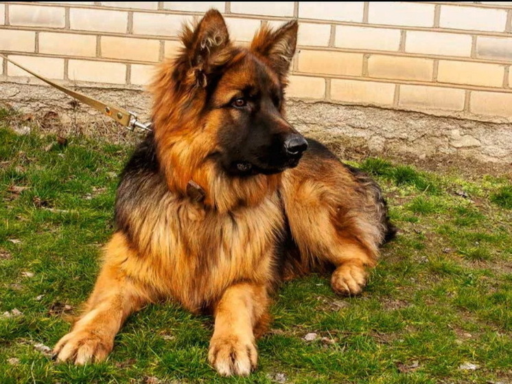 Служебной собаке УФСИН в Забайкалье ищут нового хозяина