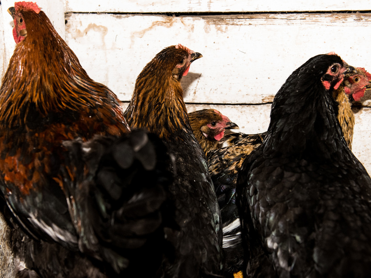 «Очередной удар по яйцам»: на астраханской птицефабрике обнаружен птичий грипп