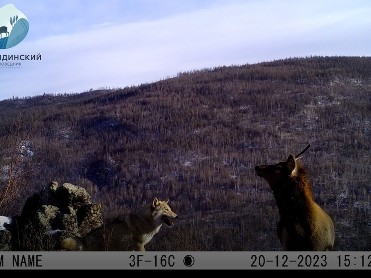Охоту волков на изюбрей сняла фотоловушка в заповеднике Забайкалья