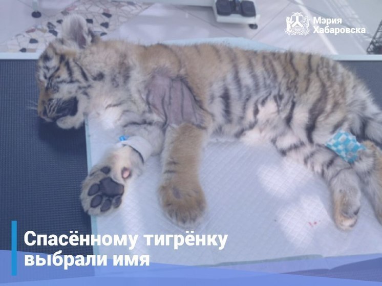 Жители Хабаровского края выбрали имя спасенному тигренку
