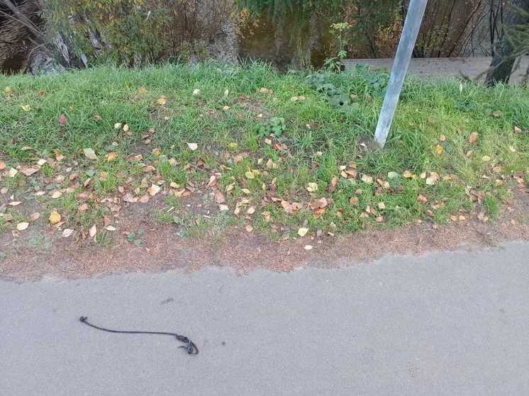Архангелогородец ответит в суде за покушение на убийство девочки-подростка
