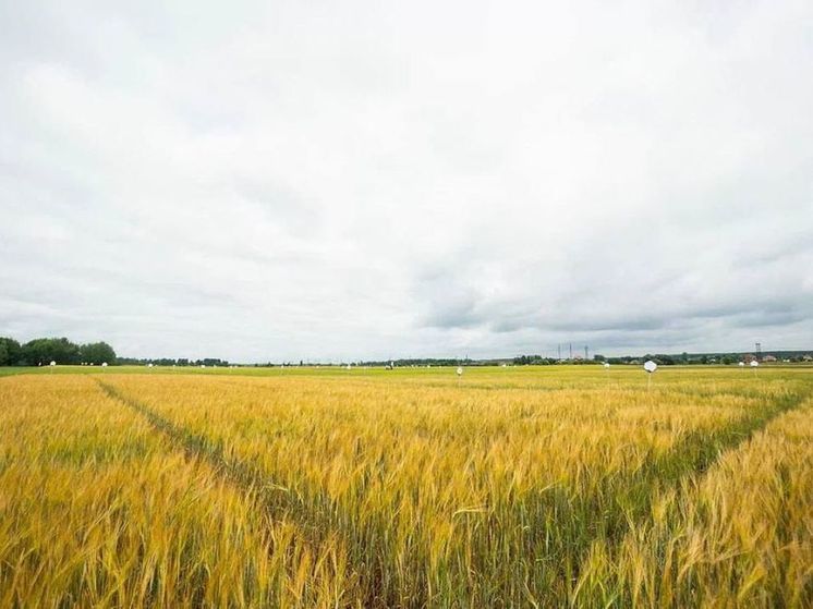 Сельхозпредприятиям возместили затраты на оплату труда практикантов