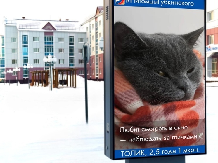 Улицы Губкинского украсят фото питомцев горожан