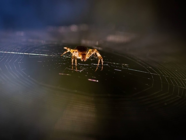 Яд австралийского паука может защитить клетки от повреждений при инсульте