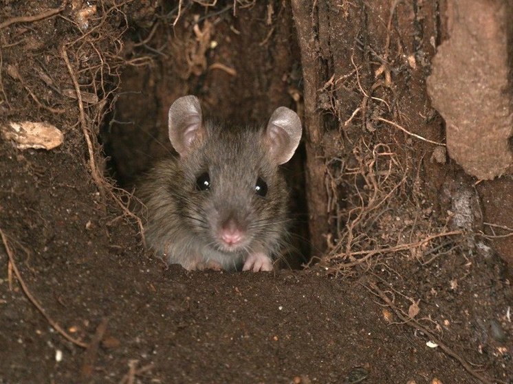 Биолог Глазков рассказал, откуда в Петербурге крысы и как с ними бороться