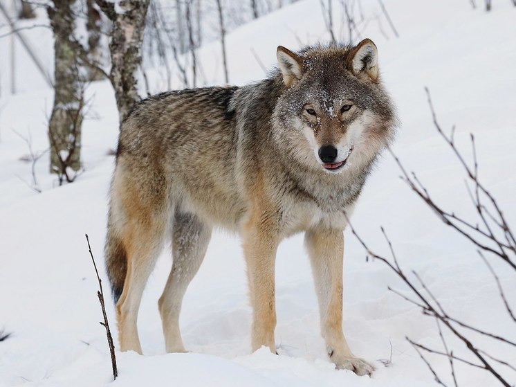 Андрей Горкунов: 4-5 волков постоянно курсируют в черте города Себежа