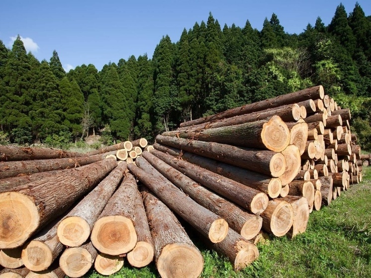 Дерево, полученное при строительстве ЛЭП и дорог в Югре, отправят в Минобороны РФ