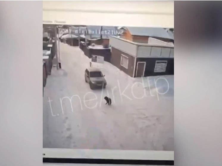 В Иркутском районе мужчина сбил собаку и сам явился в полицию