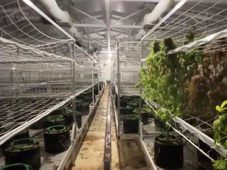 Плантацию конопли обнаружили полицейские в Подмосковье