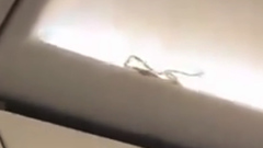 В Таиланде в самолете во время полета обнаружили живую змею: видео