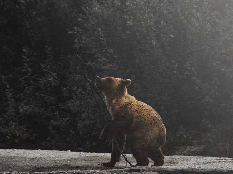 Потерянный 5 января медвежонок снова вышел к людям недалеко от кузбасской деревни