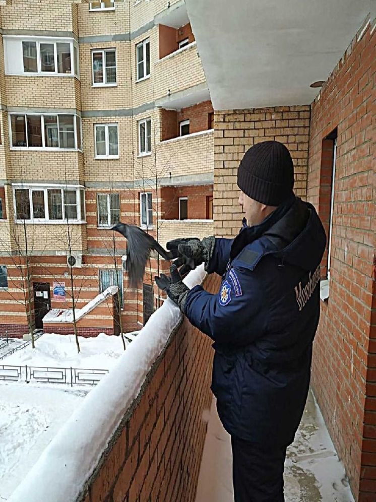 Вороненка достали из вентиляции подмосковные спасатели