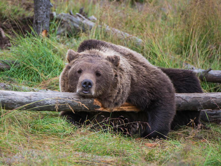 Скотоводы просят у правительства правосудия над террором от хищников