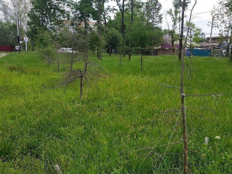 «Как, опять парк Гастелло?»: в Хабаровске выбирают скверы под благоустройство