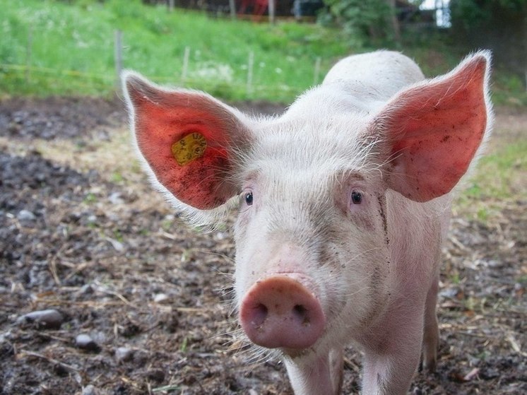 Семья завела свиней в благоустроенной квартире в Краснокаменске