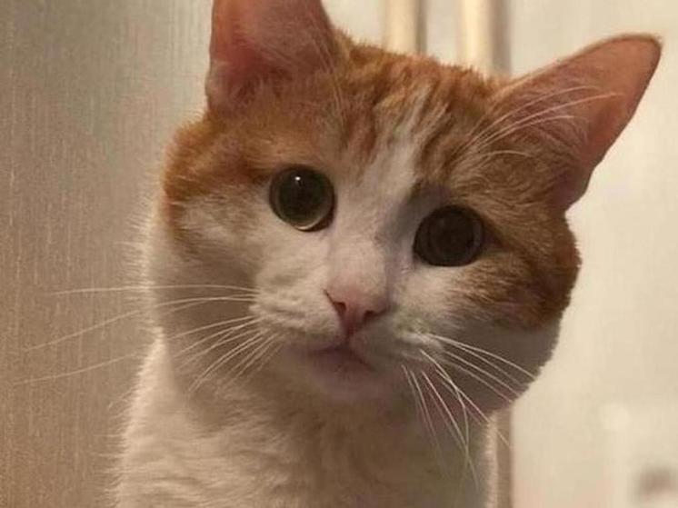 Кота Твикса, которого проводница выбросила из поезда, взяли из приюта