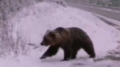В Подмосковье на трассе очевидцы встретили крупного медведя: видео с косолапым