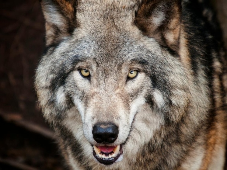 «Волк тоже плачет по ночам»: нужен ли отстрел животных, и почему они выходят к людям все чаще