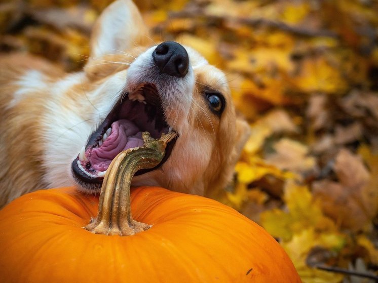 Ветеринары выяснили, видеоролики на какие темы предпочитают собаки