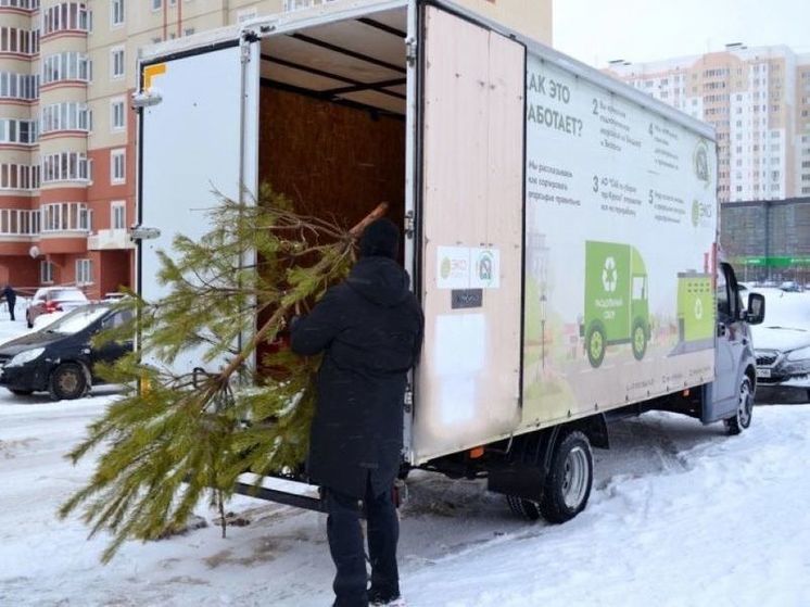 В выходные экотакси соберет отслужившие новогодние елки у курян