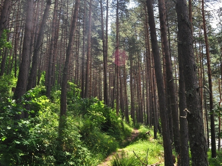 Четыреста гектаров леса высадили в ДНР взамен уничтоженного военными действиями