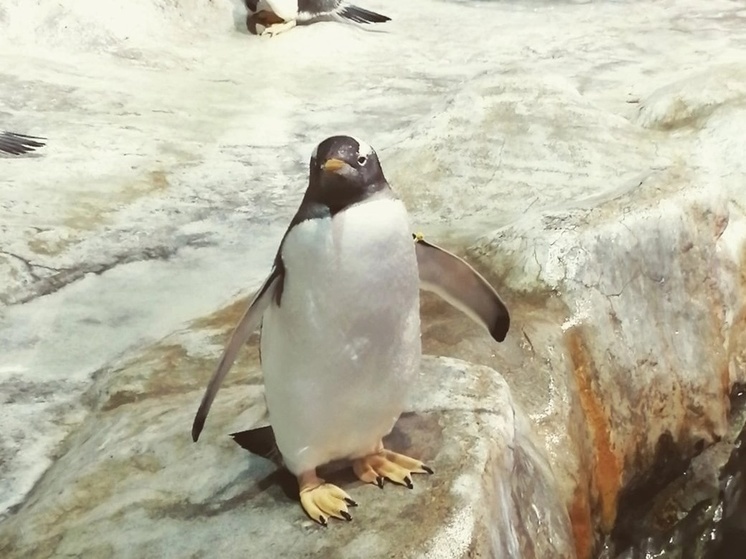 20 января отмечается день тренировочных штанов, осведомлённости о пингвинах и любителей сыра
