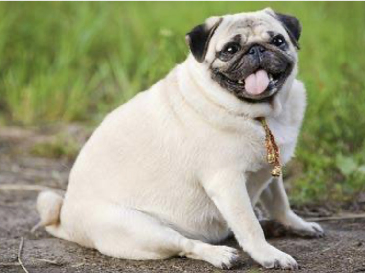 Эксперты строго предупредили об опасности ожирения у собак