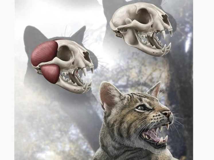 С помощью челюсти кота сделана 3D-иллюстрация