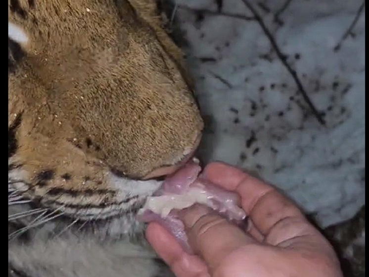 Иностранцы обсуждают видео, на котором женщина кормит тигра с рук