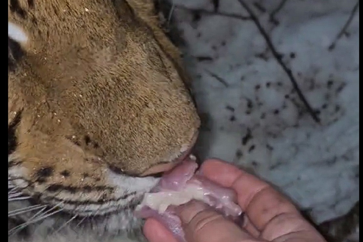 “Russians are from another planet”: foreigners are shocked by a video of a tiger being hand-fed