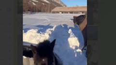 В Окинском районе Бурятии лошадь засыпало снегом по самые уши