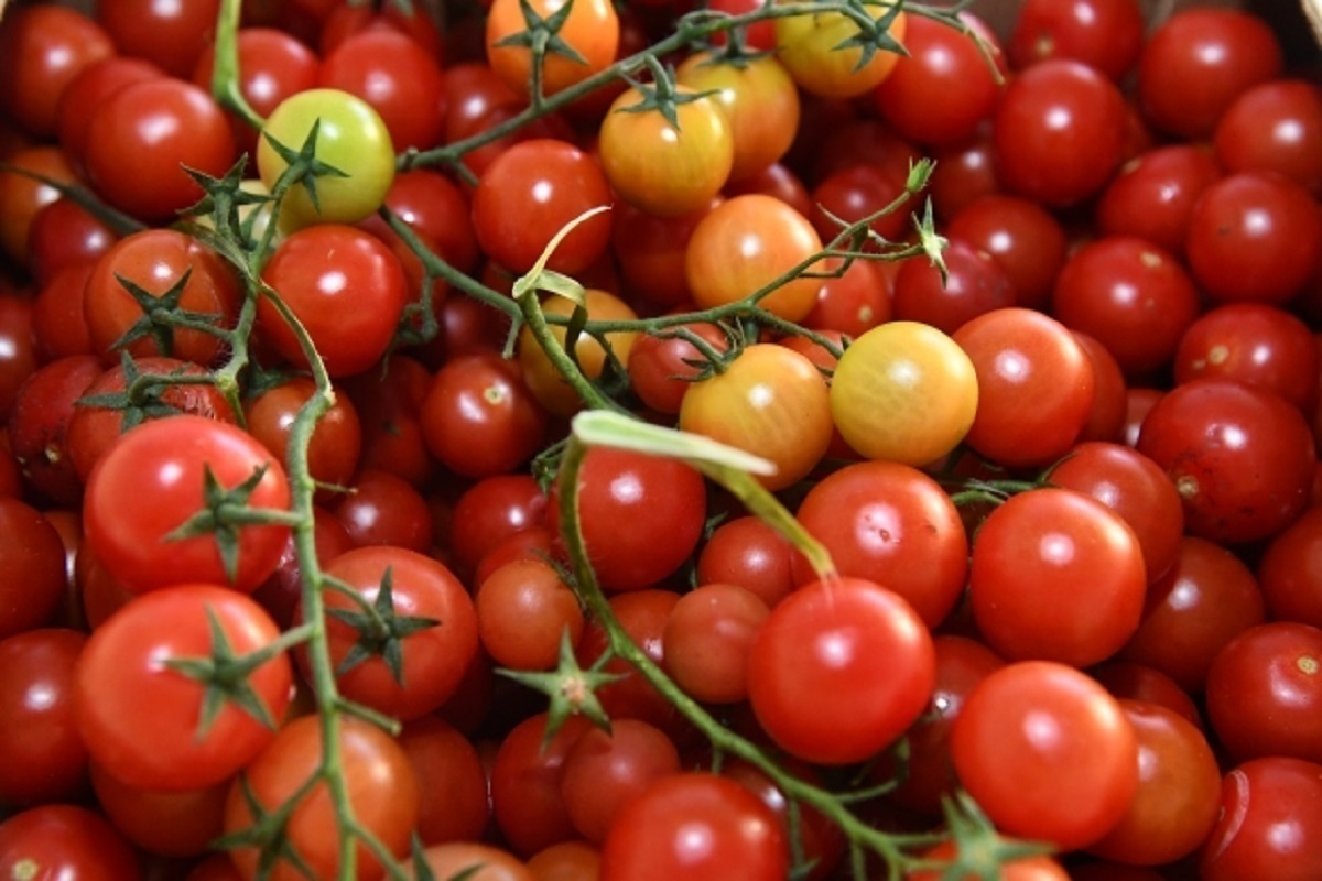 Свежие семена помидор. Помидоры волгоградские фото. Овощи Волгоградской области.